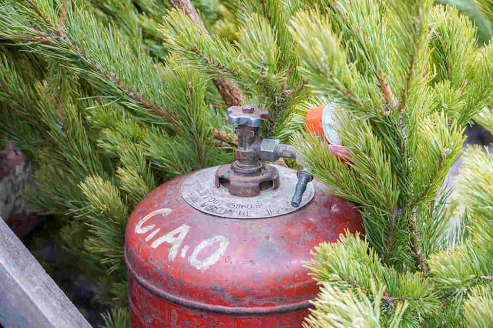 Адреса ёлочных базаров в Воронеже станут известны 27 ноября