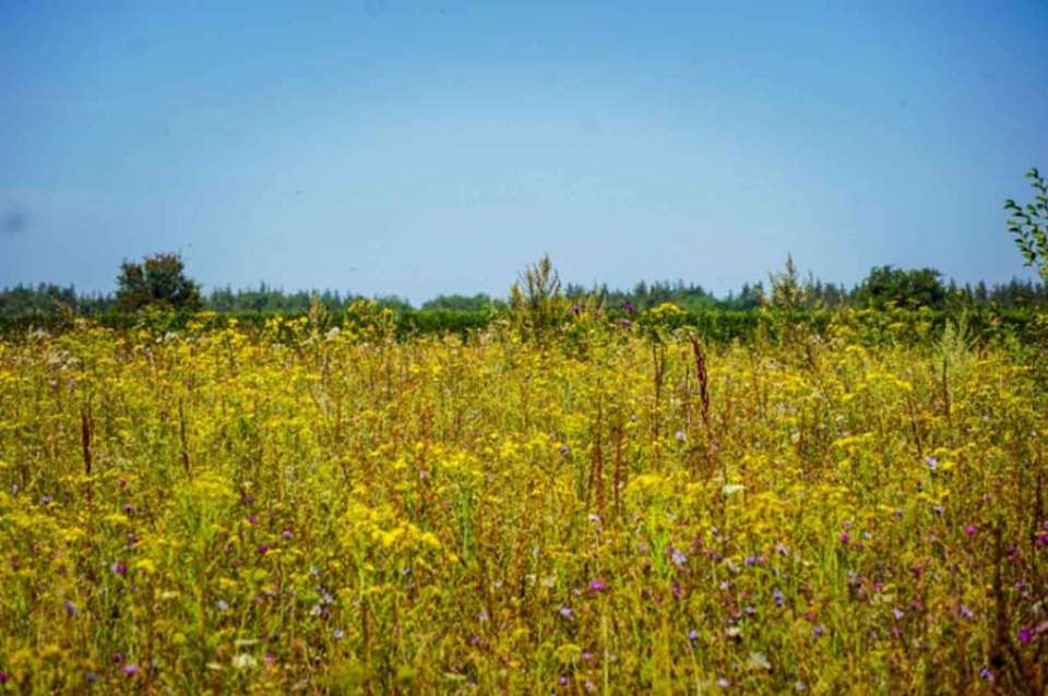 Новый природный заказник создают в Воронежской области