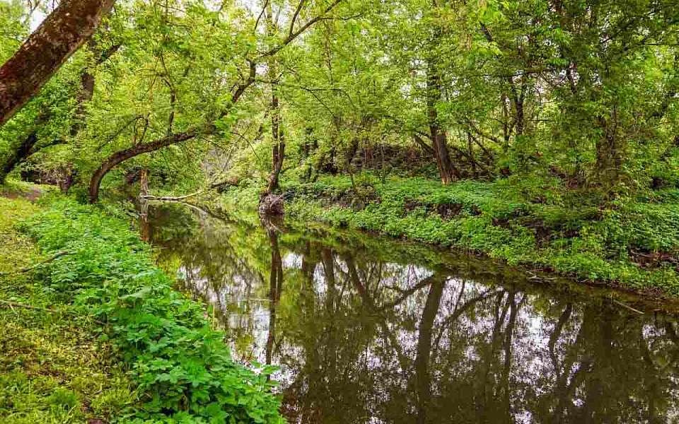 Четыре особо охраняемые природные территории запланировали создать в Воронежской области