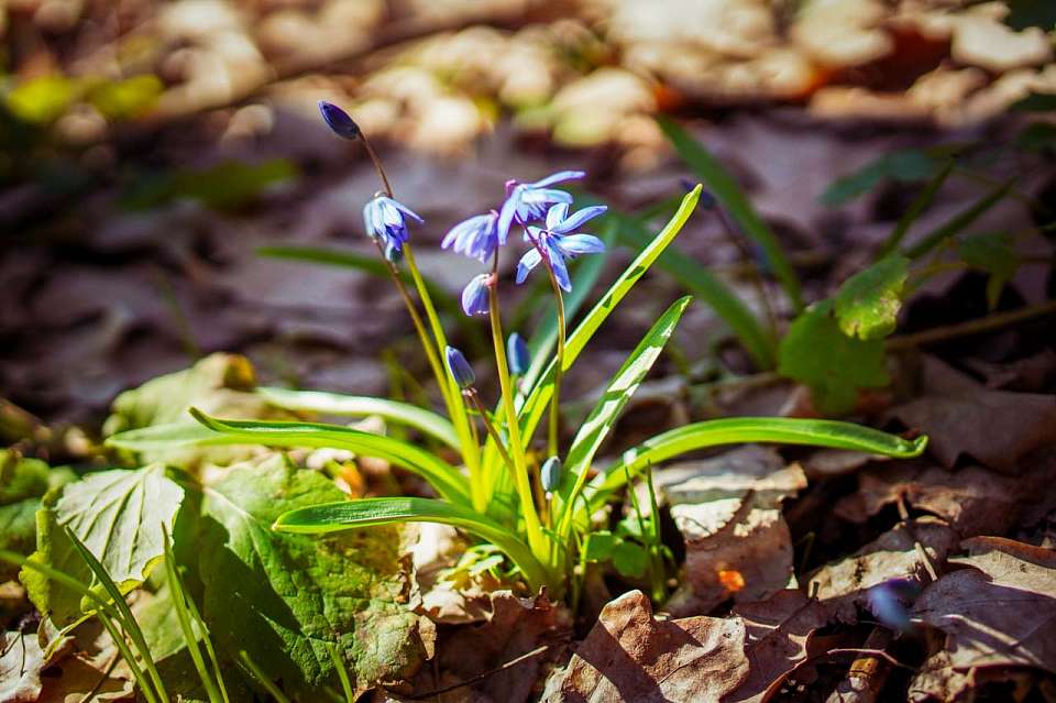 Хрупкая красота. Почему нельзя срывать первоцветы