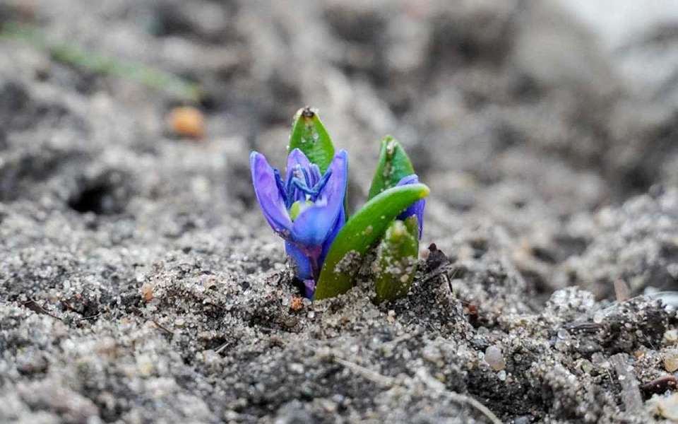 Ночные заморозки задержатся до конца недели в Воронежской области