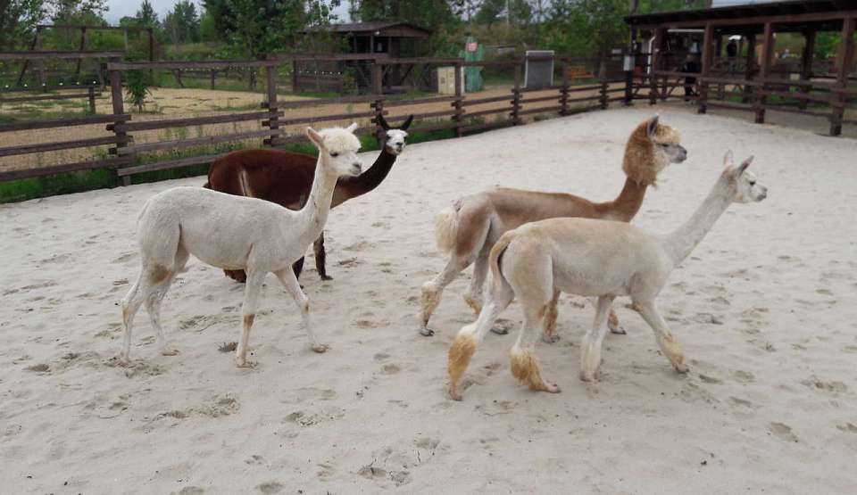Карантинные меры для чилийских альпак в Воронежской области завершились