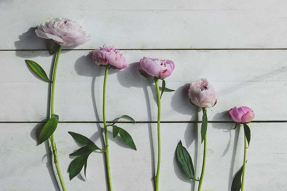 В Воронежском ботаническом саду пройдет фестиваль редких пионов