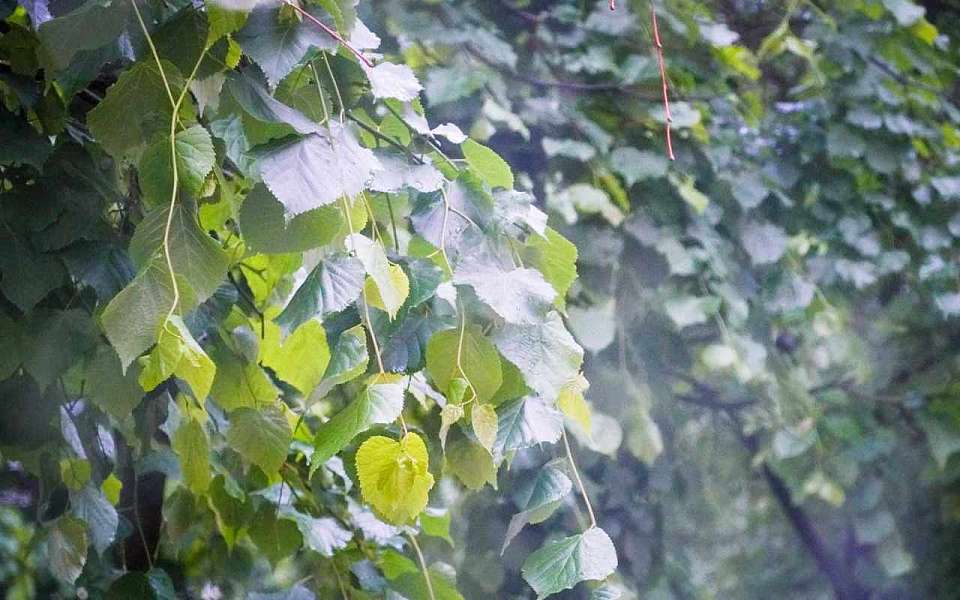 Прогноз погоды на четверг, 31 июля, дали воронежские синоптики