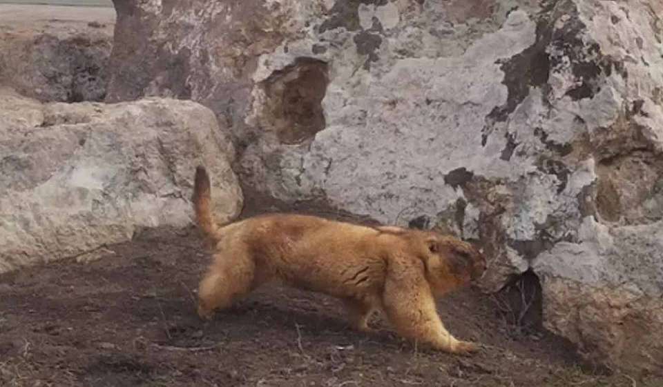 В Воронежской области проснулись сурки-байбаки