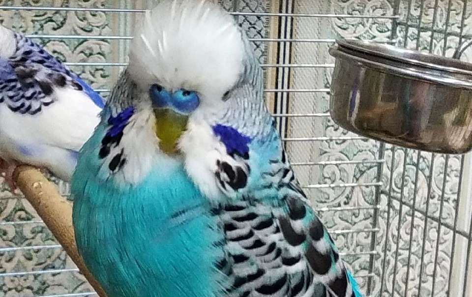 Как научить волнистых попугайчиков говорить и другие секреты маленьких пернатых