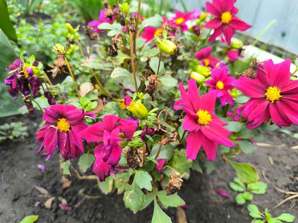 Воронежцев на этой неделе еще порадует бабье лето, обещают синоптики