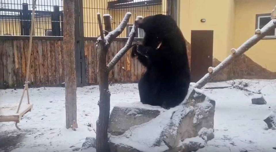 Гималайская медведица Пуша на прогулке в Воронежском зоопарке попала на видео