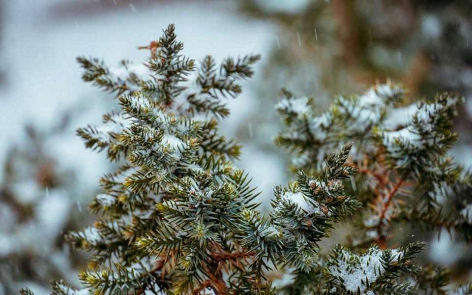 Снег в середине недели спрогнозировали синоптики в Воронеже