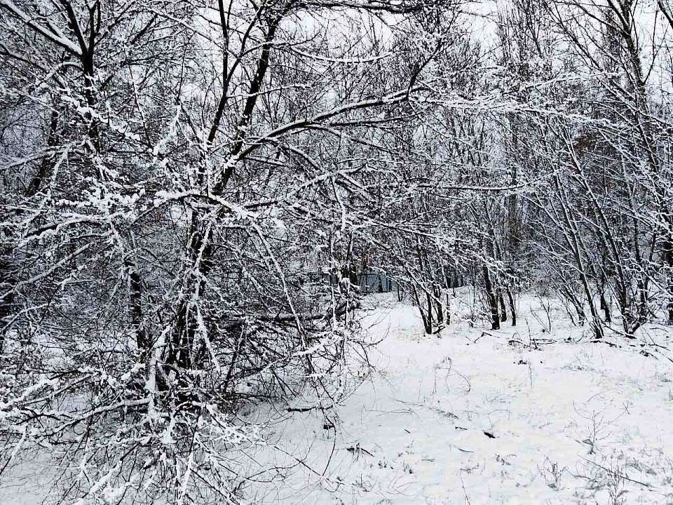 Снег пообещали синоптики 11 января в Воронежской области