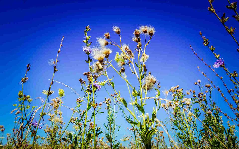 О погоде на вторник, 2 июля, рассказали воронежские синоптики