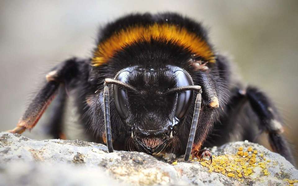 Насекомых импортозаместили в Воронежской области