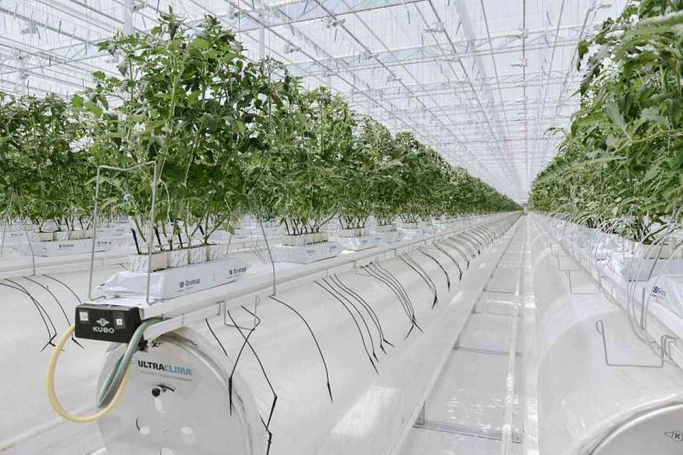 По числу производителей органической продукции Воронежская область снова стала лидером