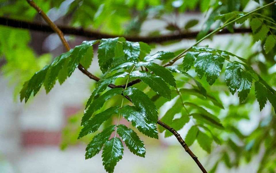 Дожди и ночное похолодание до +3 градусов придут в праздничные выходные в Воронежскую область