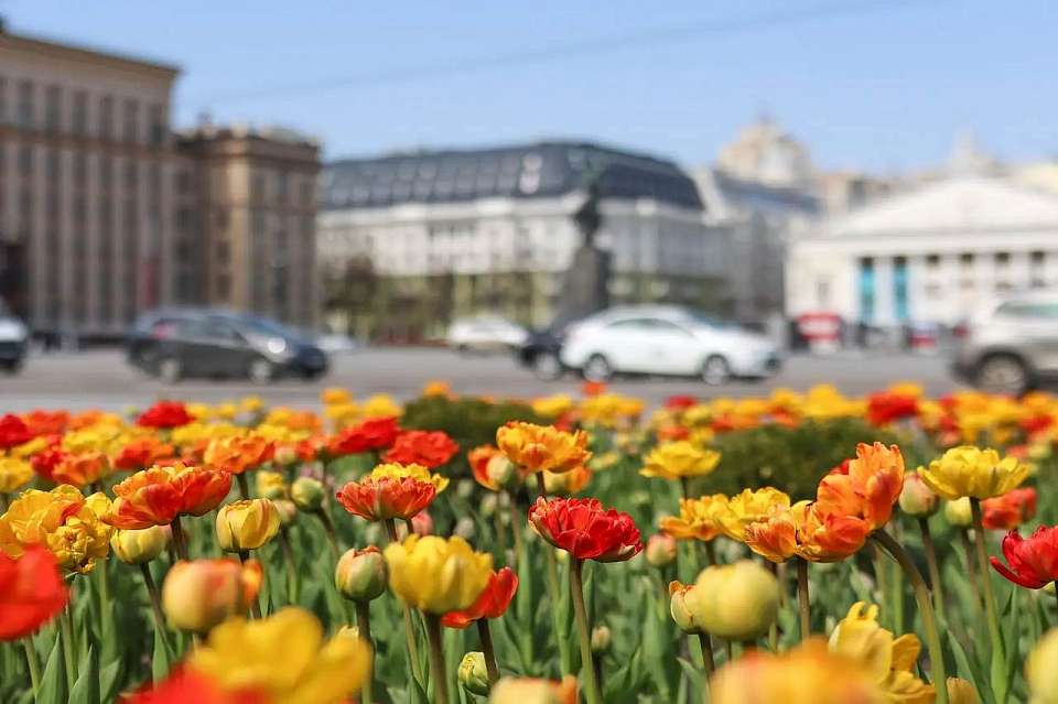 Воронеж утопает в цветах: тюльпаны украсили городские пространства