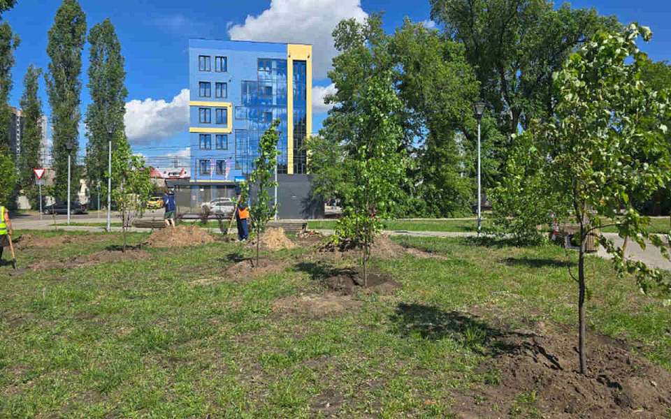 В Советском районе продолжается озеленение