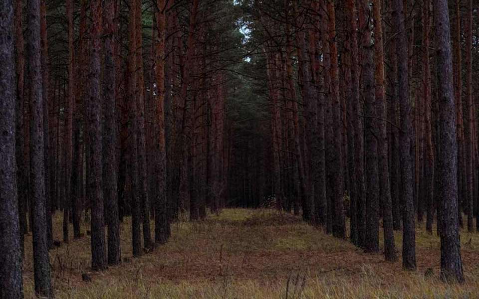 Ночное похолодание до +3 градусов придет в середине недели в Воронежскую область