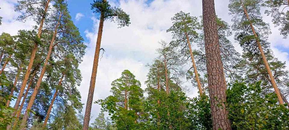 Инновационная технология микроклонирования стала основой проекта воронежских учёных