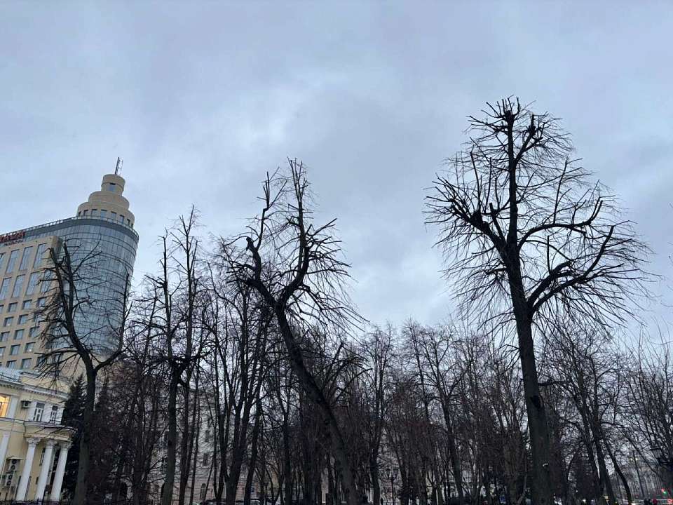 Мастер-класс по обрезке деревьев прошел в Воронеже