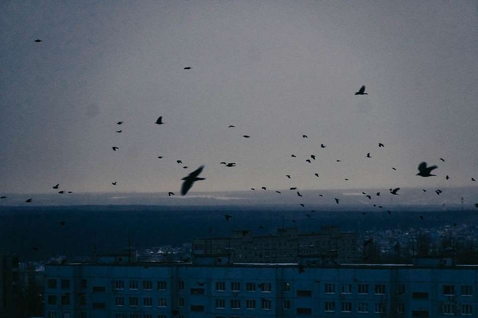 Более 6 часов в зоне атаки БПЛА провела Воронежская область ночью 24 февраля