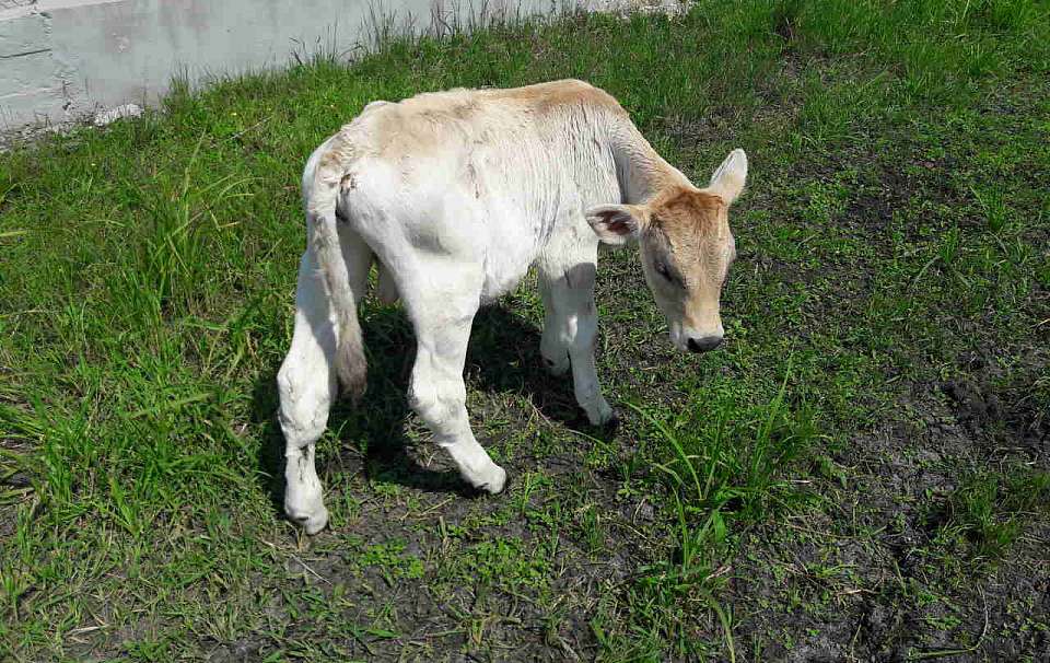 За нарушения ветеринарного законодательства против воронежского фермера завели дело