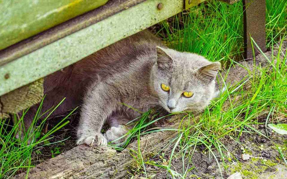 Нашелся живым пропавший на воронежской станции Россошь кот