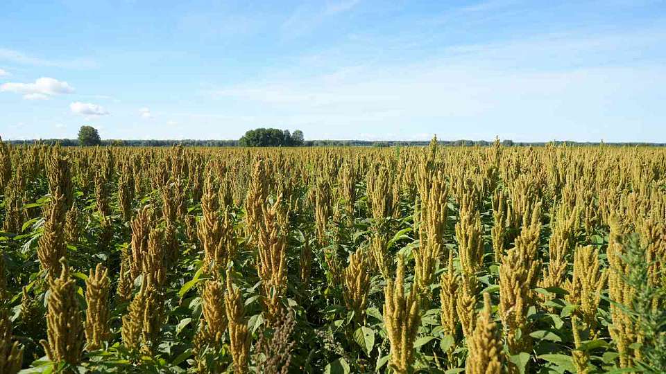 Воронежское элитное масло признано лучшим на международной выставке продуктов питания