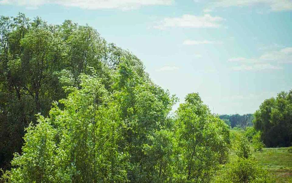 Опасная погода накроет Воронежскую область 29 и 30 апреля 