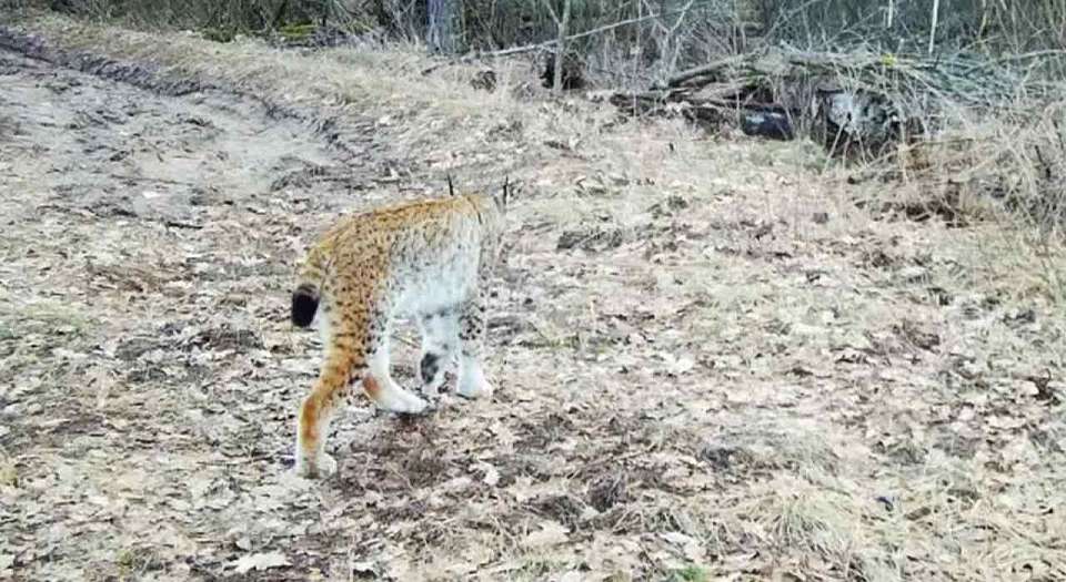 Рысь угодила в фотоловушку в Хоперском заповеднике Воронежской области