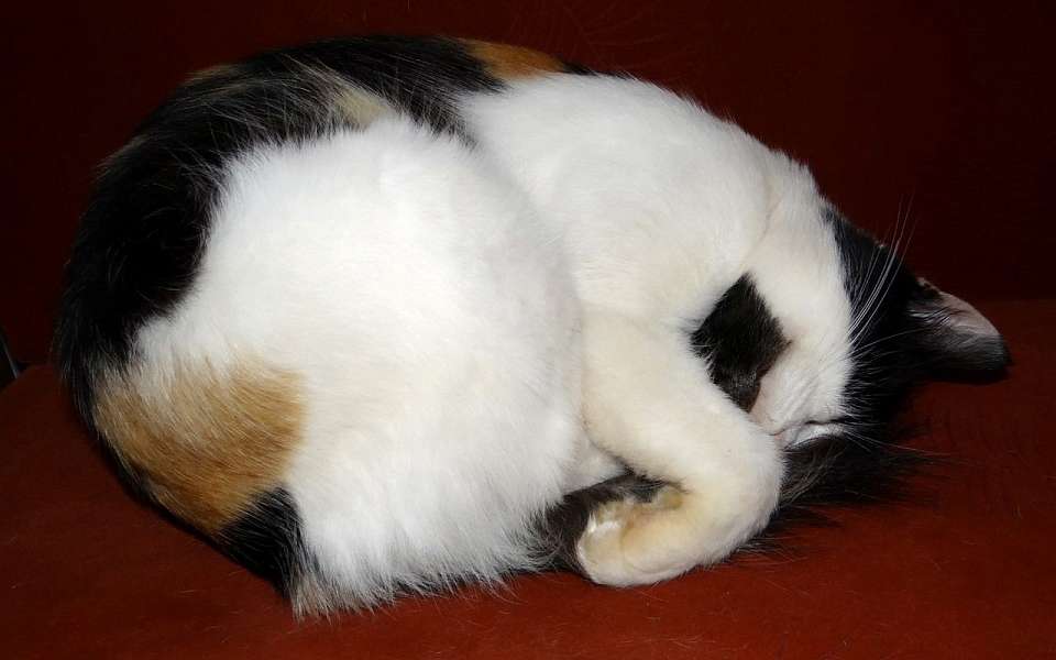 О длинных выходных на майские праздники напомнили воронежцам