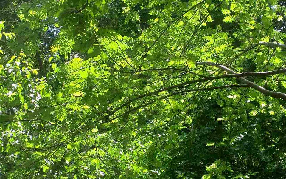 Какой будет погода в Воронежской области в среду, 11 июня 