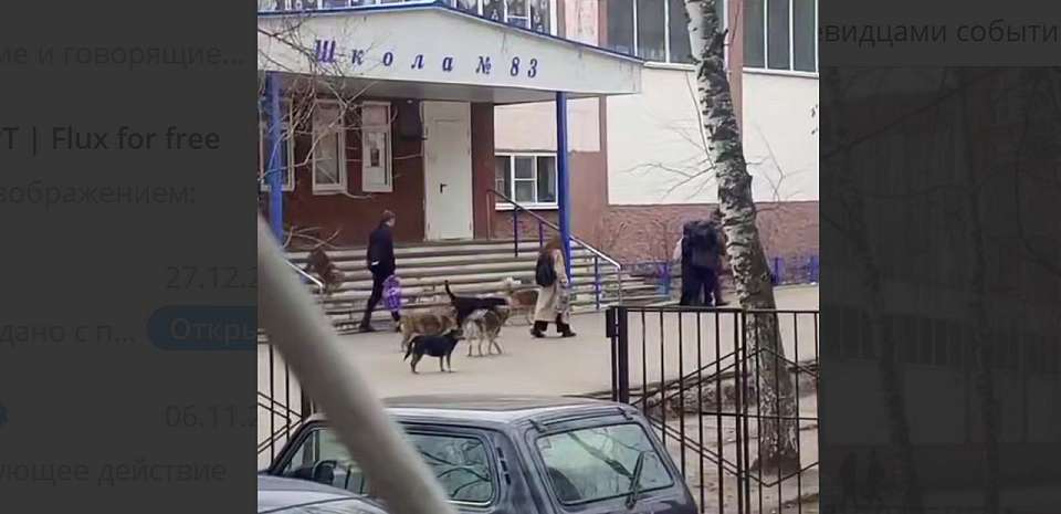 На обеспокоенность воронежцев по поводу бродячих собак у школы власти ответили
