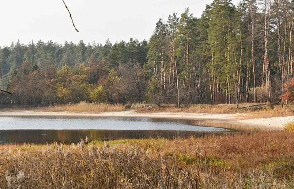 В Воронежском биосферном заповеднике почти полностью пересохло озеро Чистое