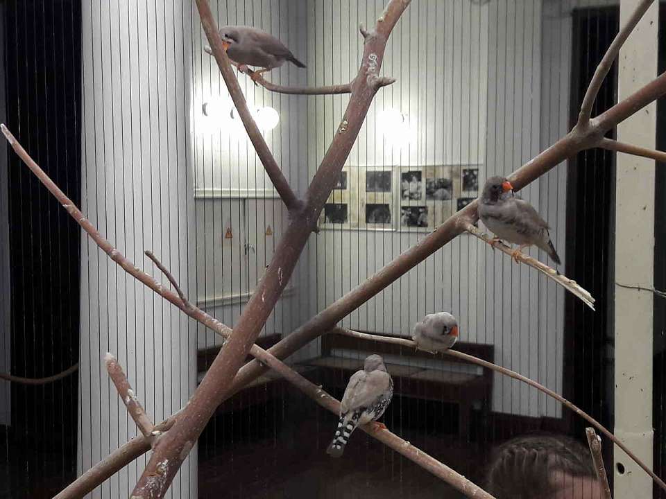 На лечение передали больных полуслепых попугаев из воронежского театра кукол «Шут»