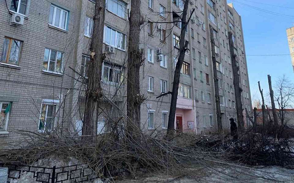 За незаконную обрезку лип оштрафуют УК в Воронеже