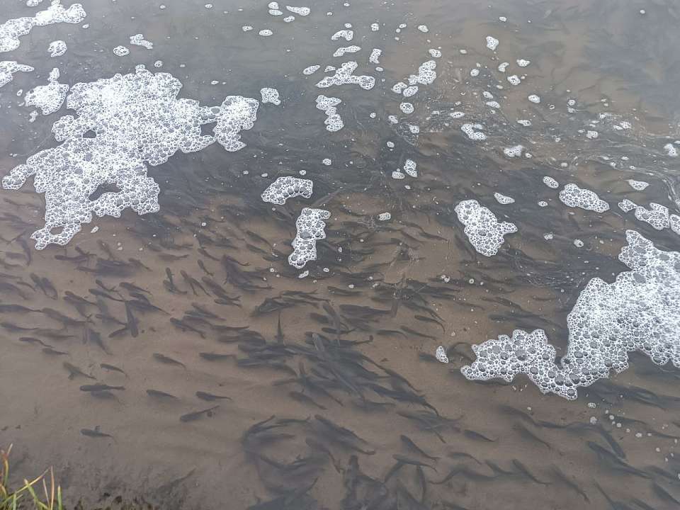 В Воронежское водохранилище выпустили сотни тысяч мальков рыб