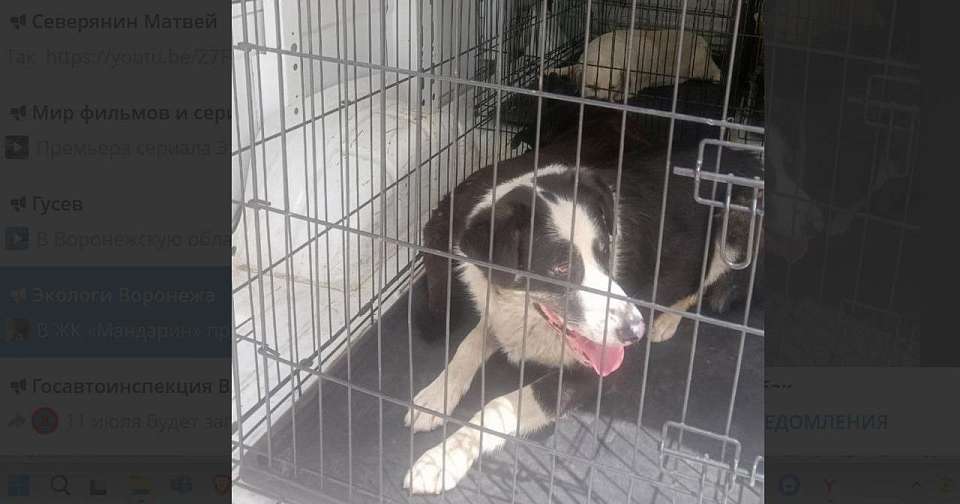 Операцию по отлову бродячих собак провели в воронежском ЖК «Мандарин»