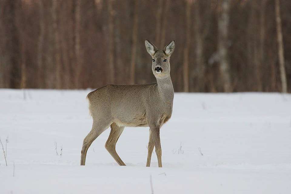 Троим жителям Воронежской области выписали штрафы за незаконную охоту на косуль