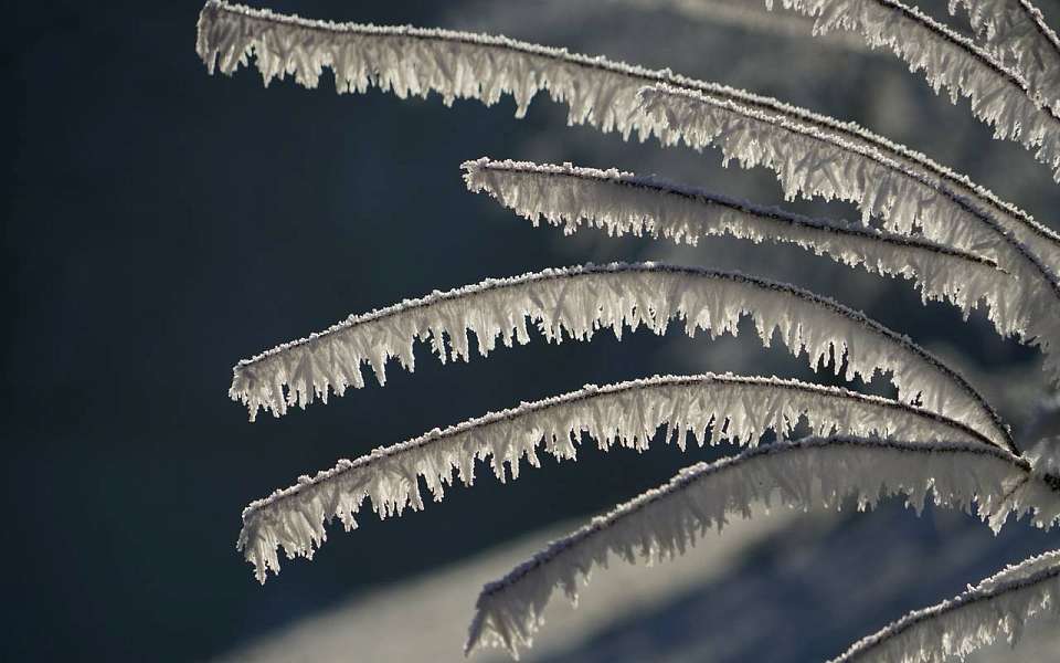 Прогноз по заморозкам на выходные ужесточили воронежские синоптики