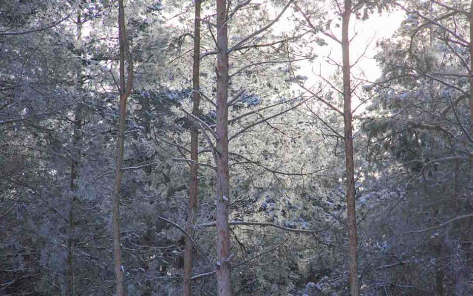 О погоде на понедельник, 10 февраля, рассказали воронежские синоптики