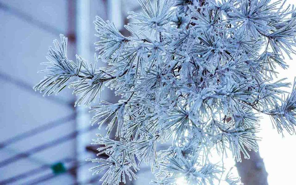 Ударит 19-градусный мороз на рабочей неделе в Воронежской области