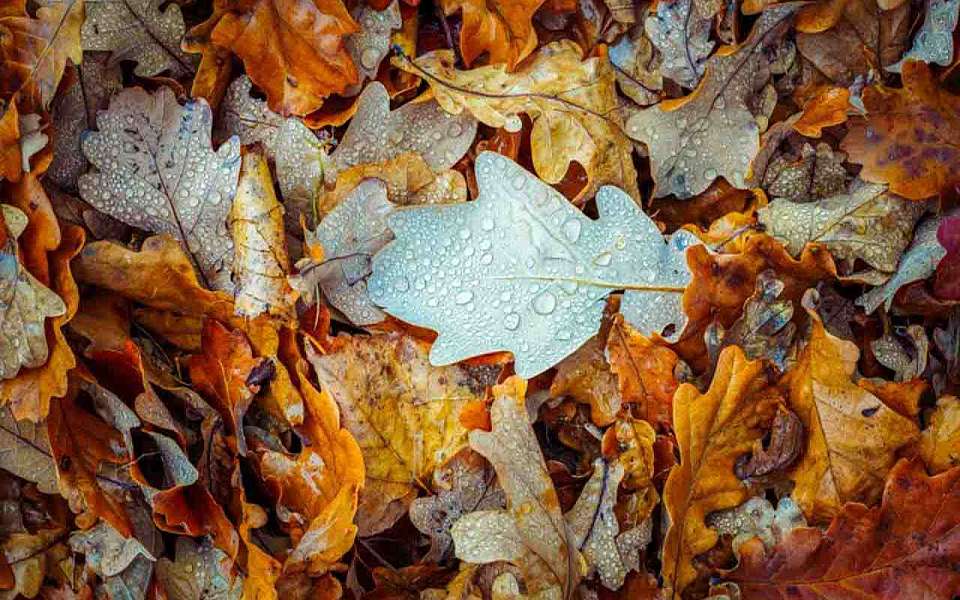 Заморозки и дожди придут на рабочей неделе в Воронежскую область