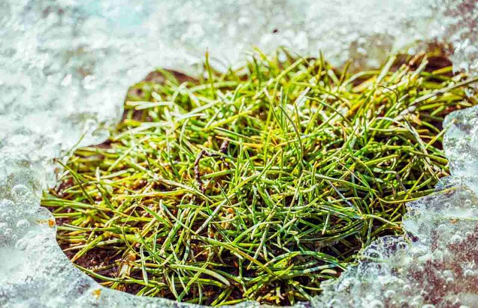 До +5 градусов потеплеет в первые дни весны в Воронежской области