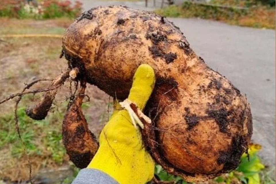 В ботаническом саду Воронежа вырос гигантский батат