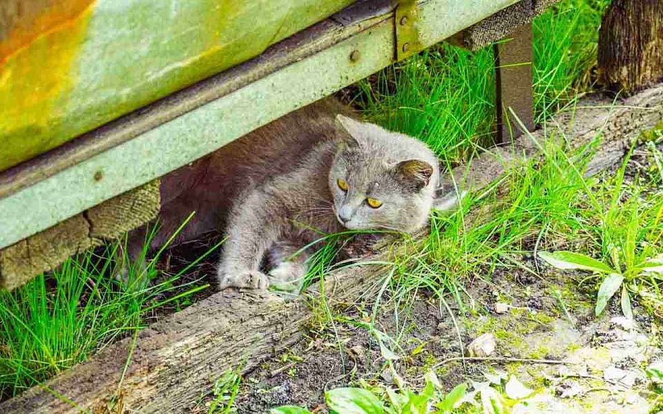 Больной котенок стал причиной карантина по бешенству в Воронеже