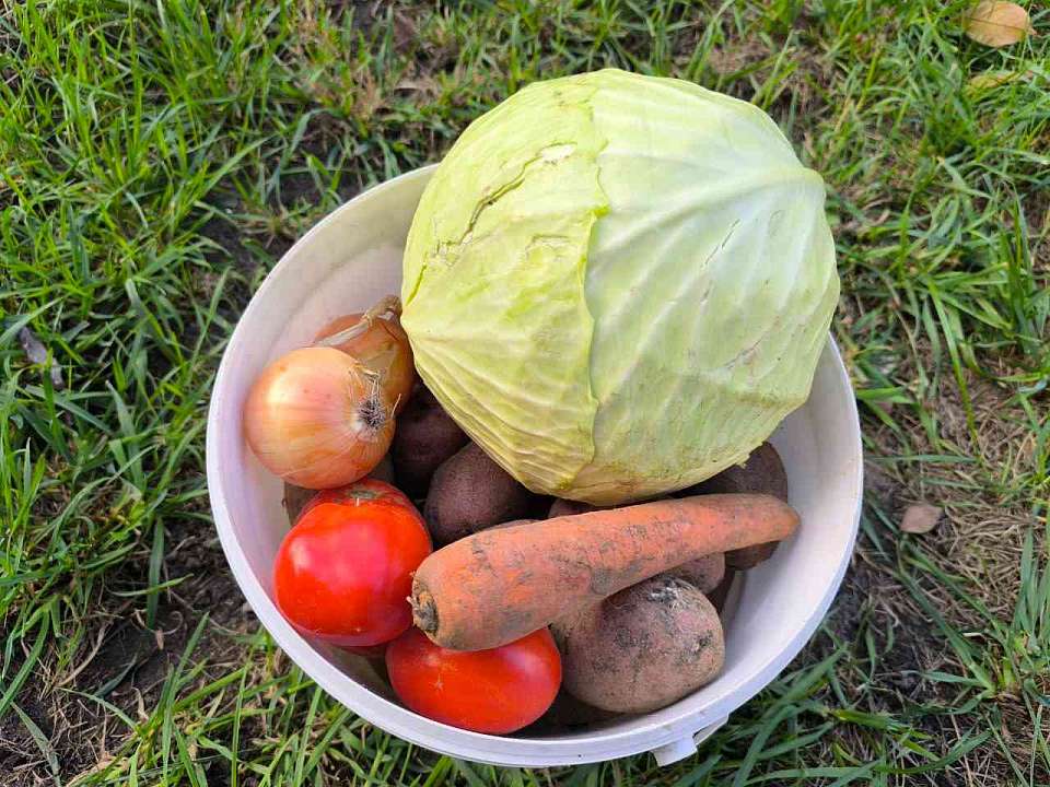 Овощи растут в цене в Воронежской области