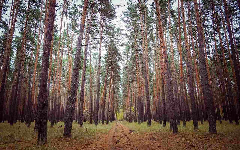 Похолодает до +2 градусов в Воронежской области