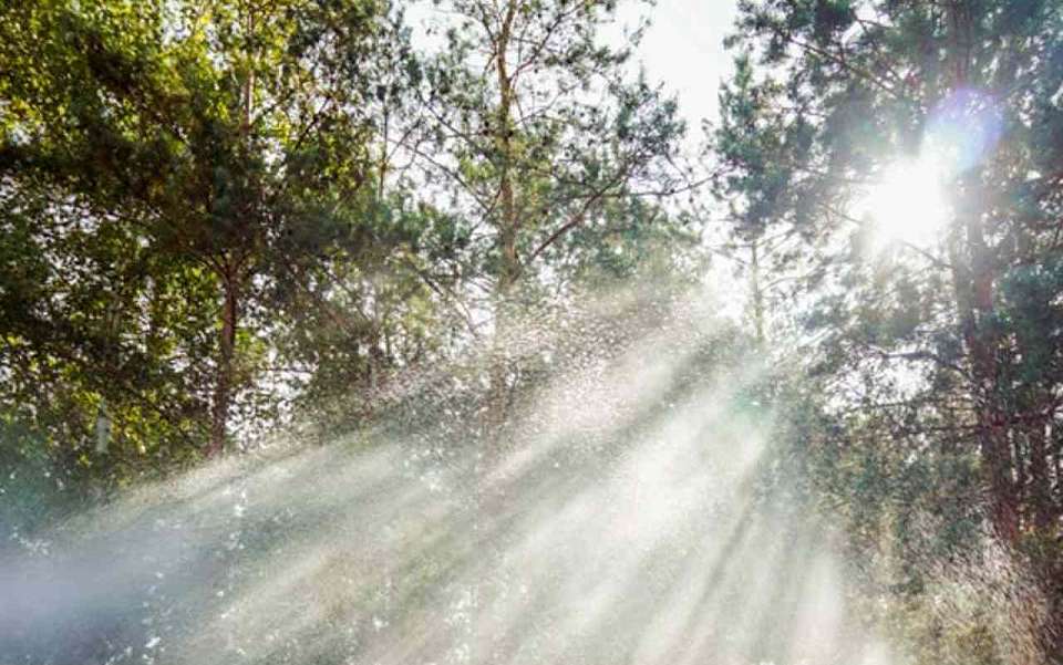 Опасное погодное явление установится до 6 июня в Воронежской области