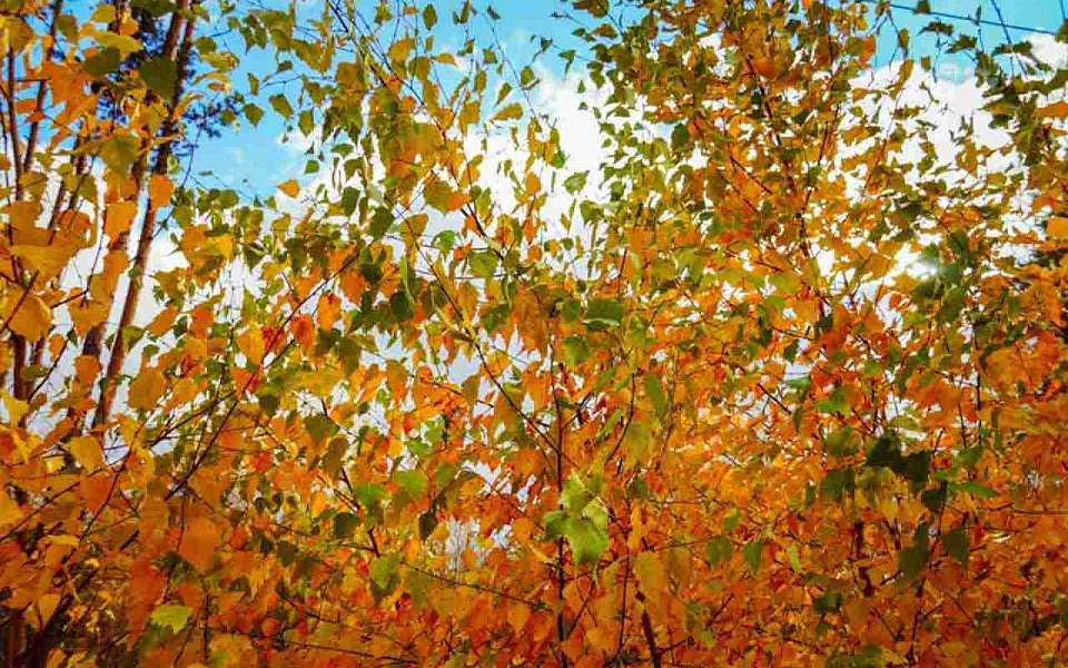 Потеплеет в конце недели в Воронеже