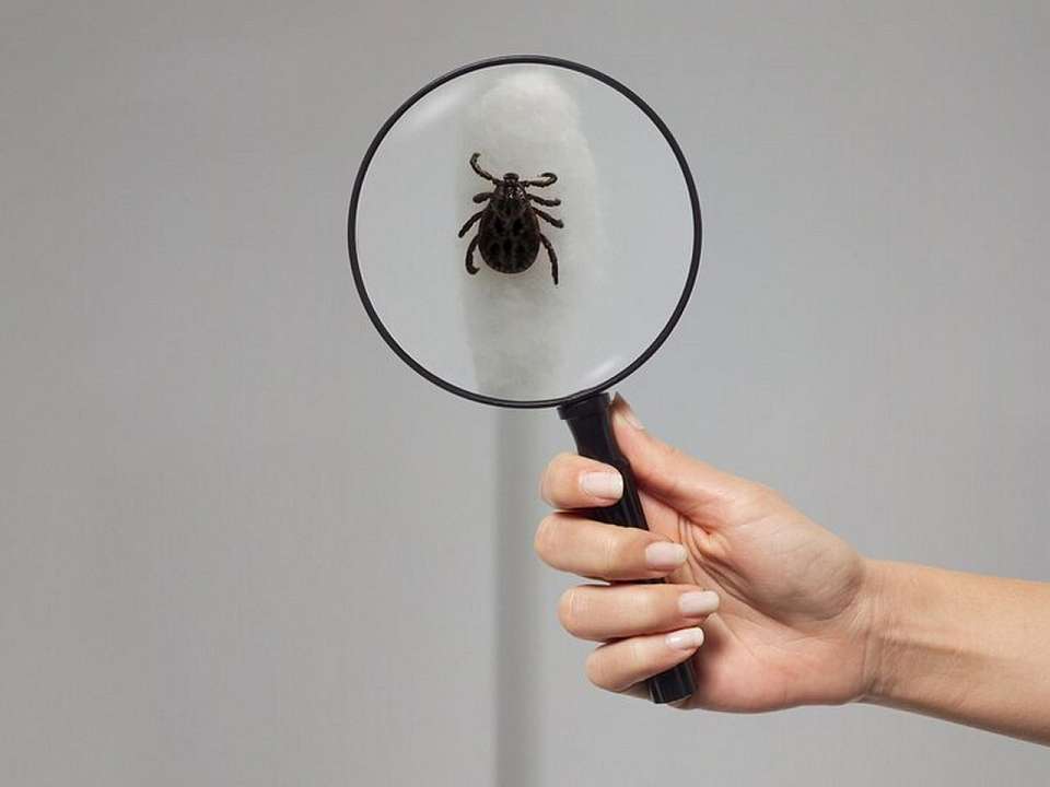 За медпомощью после укусов клещей обратились 172 жителя Воронежской области